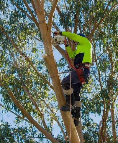 A1 Treez Tree Removal